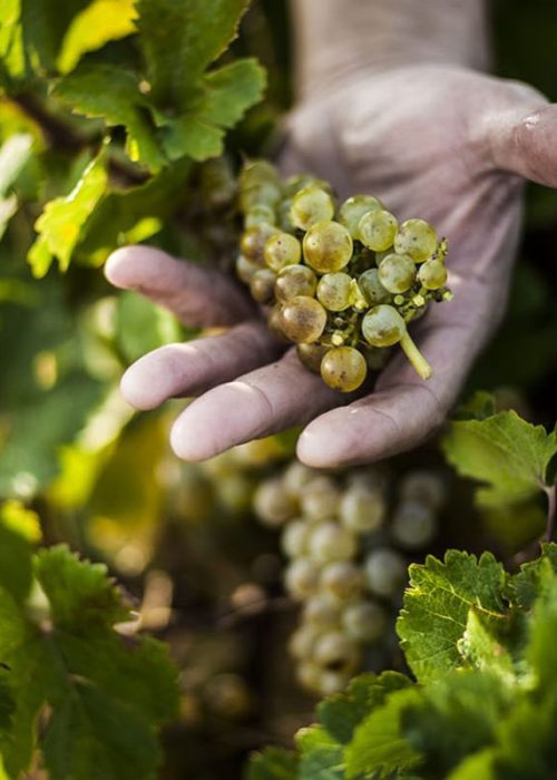 Bodega-menade-uva-verdeja